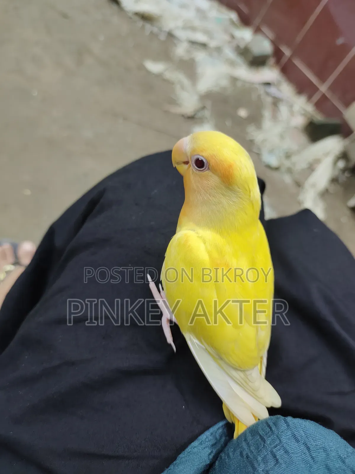 Super Tame Lovebird