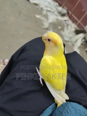 Super Tame Lovebird