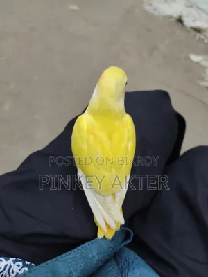 Super Tame Lovebird