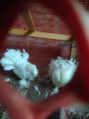 Lovebirds for Sale