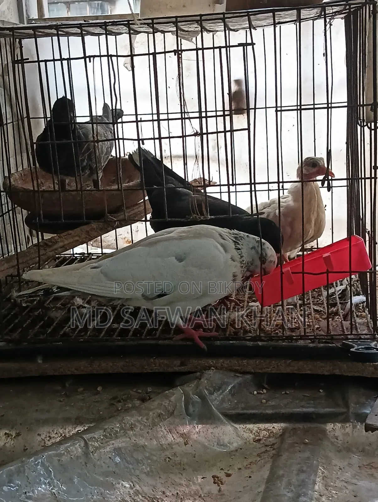 Pigeon squab