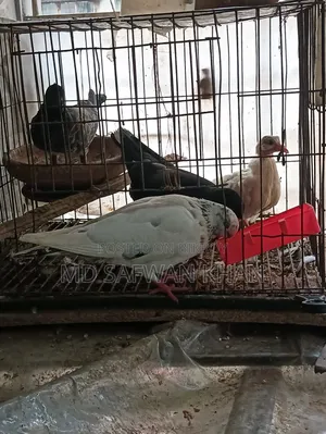 Pigeon squab