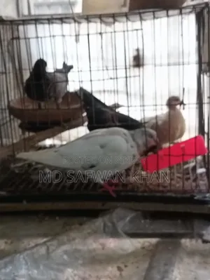 Pigeon squab