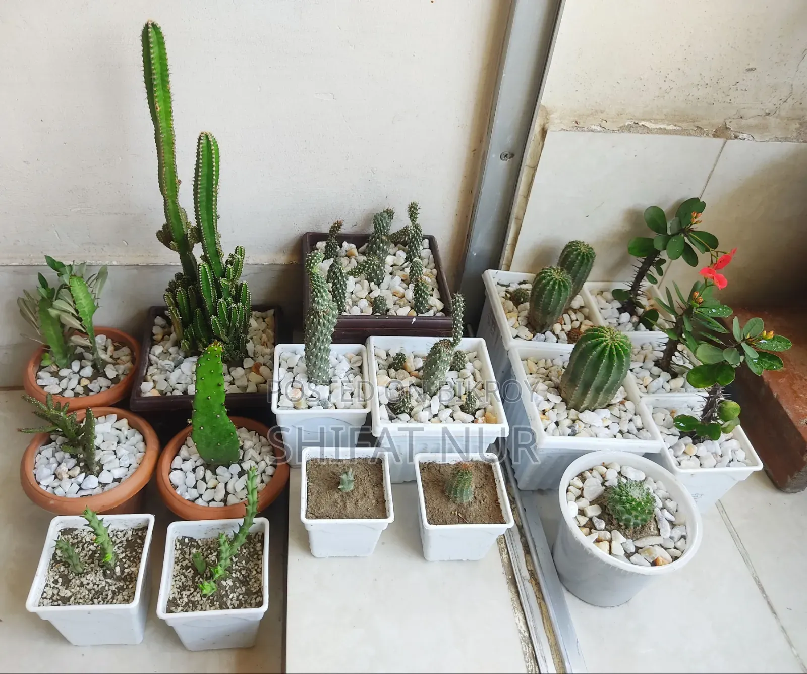 17 Cacti of 8 Types