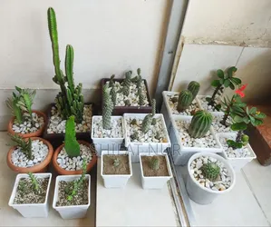 17 Cacti of 8 Types
