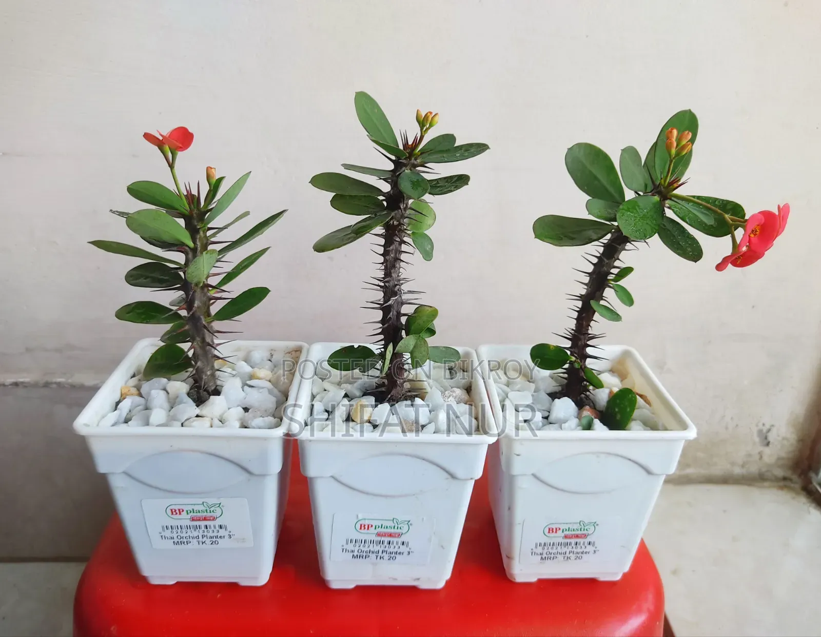 17 Cacti of 8 Types