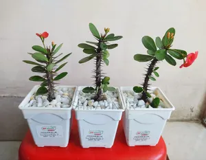 17 Cacti of 8 Types