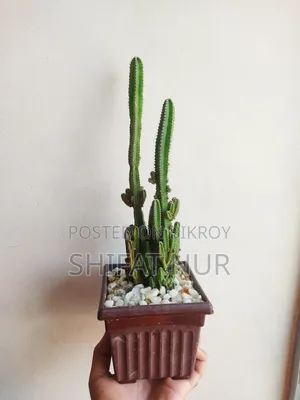 17 Cacti of 8 Types