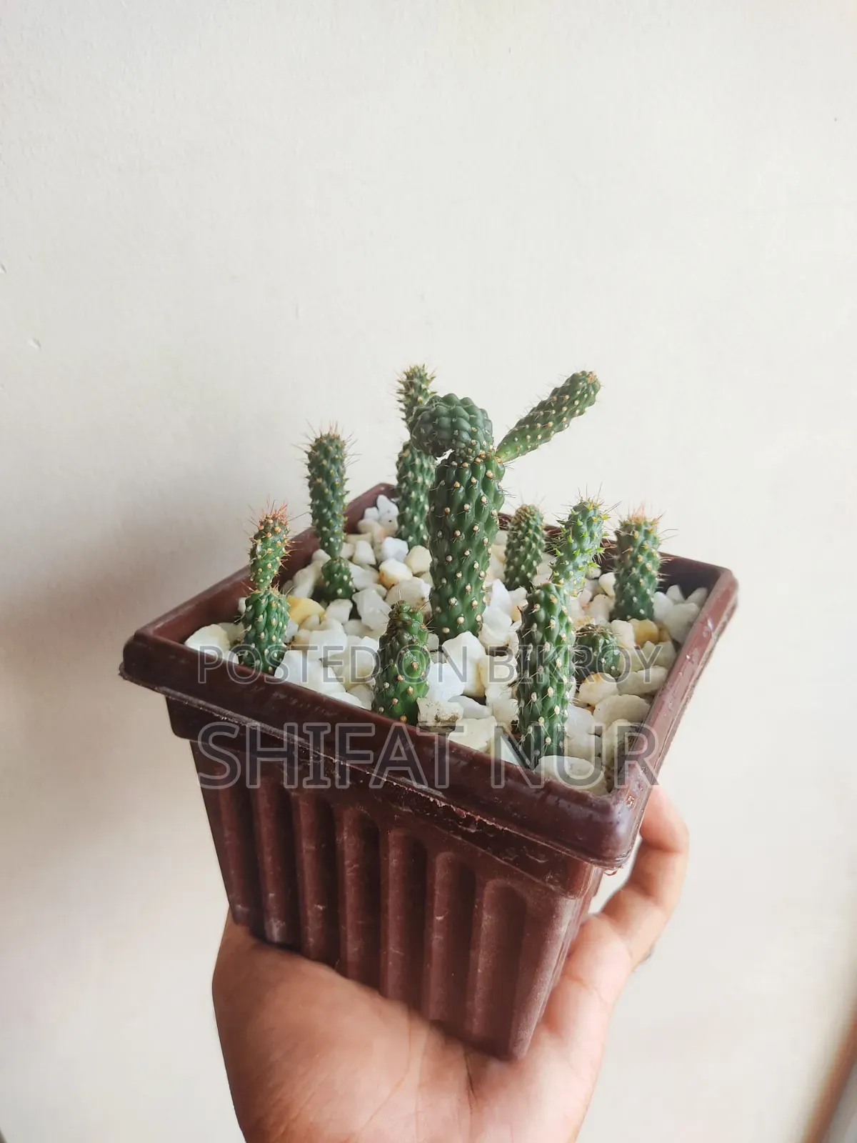 17 Cacti of 8 Types