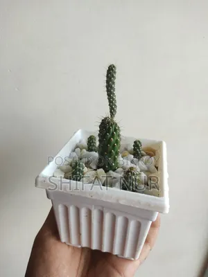 17 Cacti of 8 Types