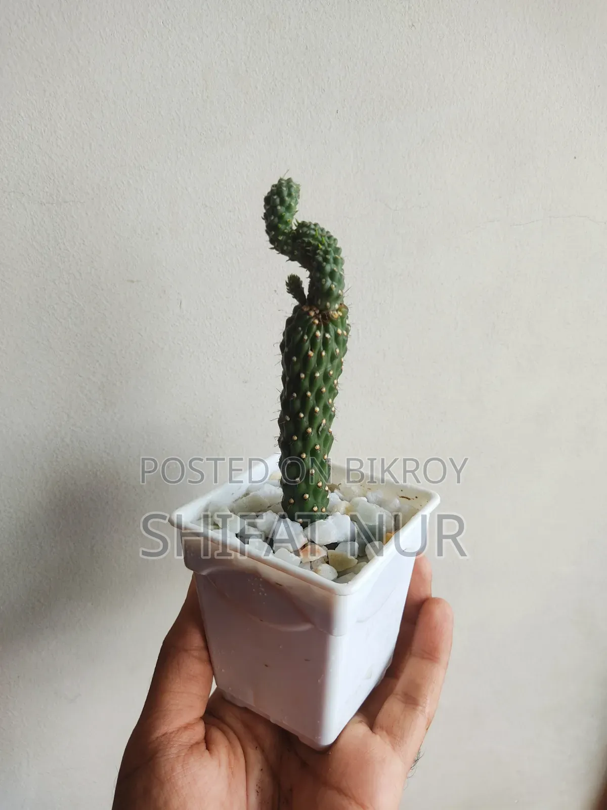 17 Cacti of 8 Types