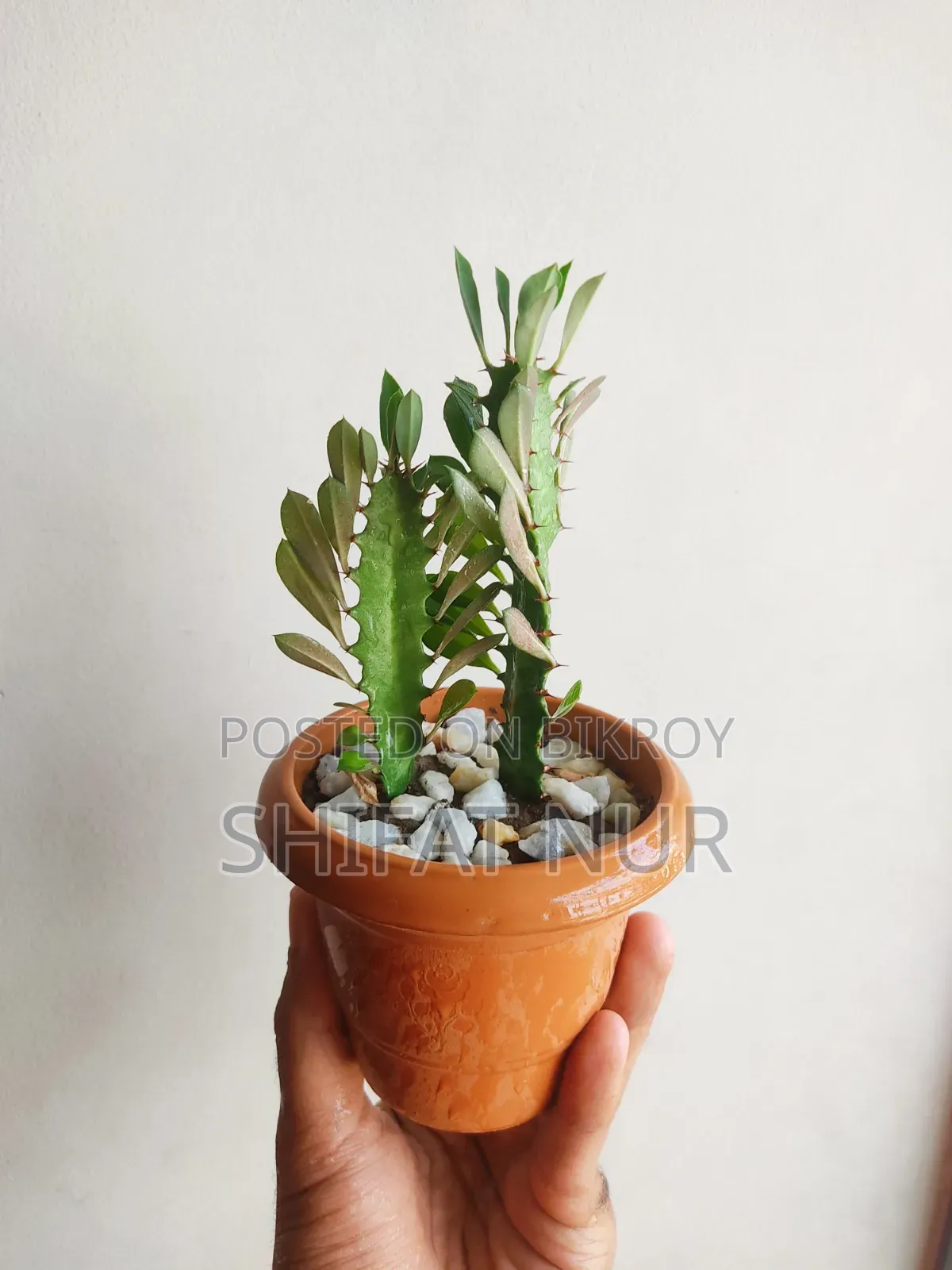 17 Cacti of 8 Types