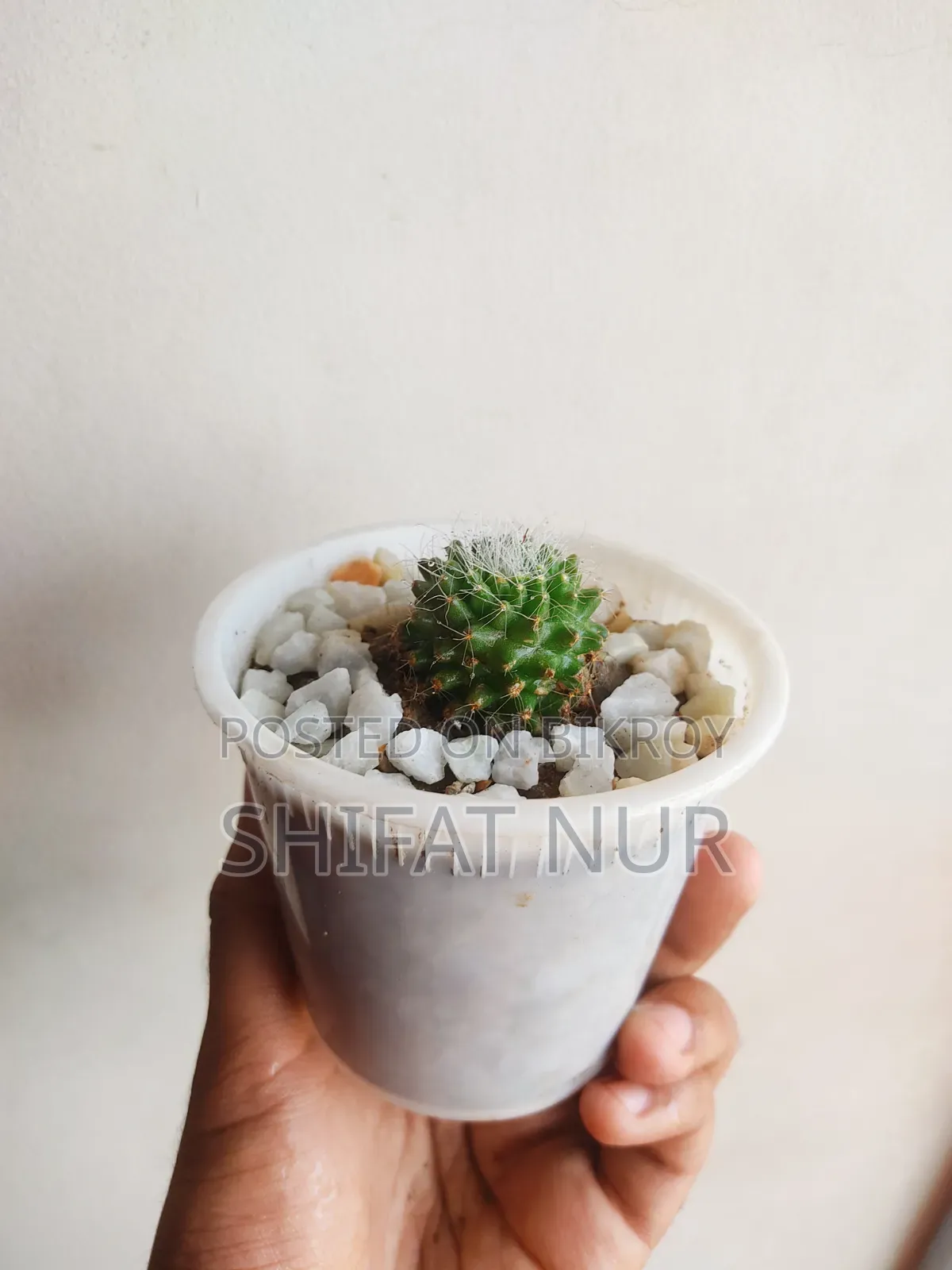 17 Cacti of 8 Types