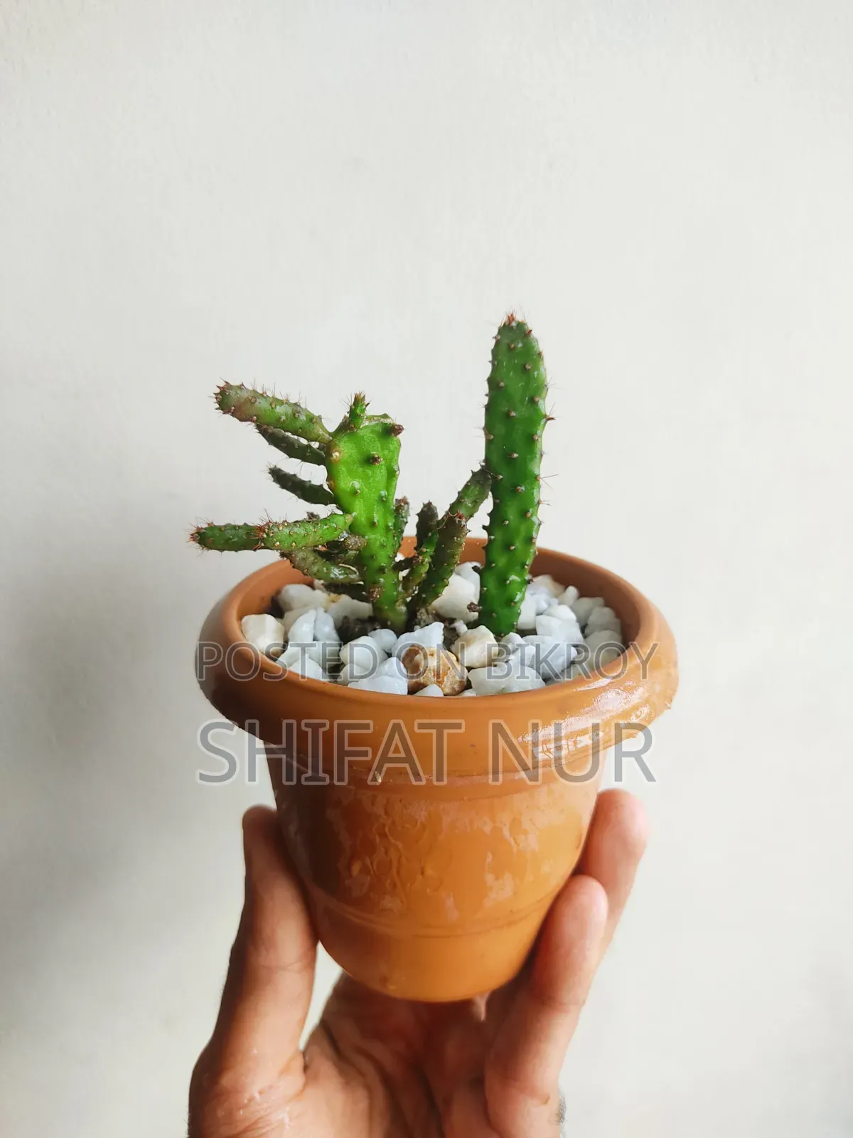 17 Cacti of 8 Types
