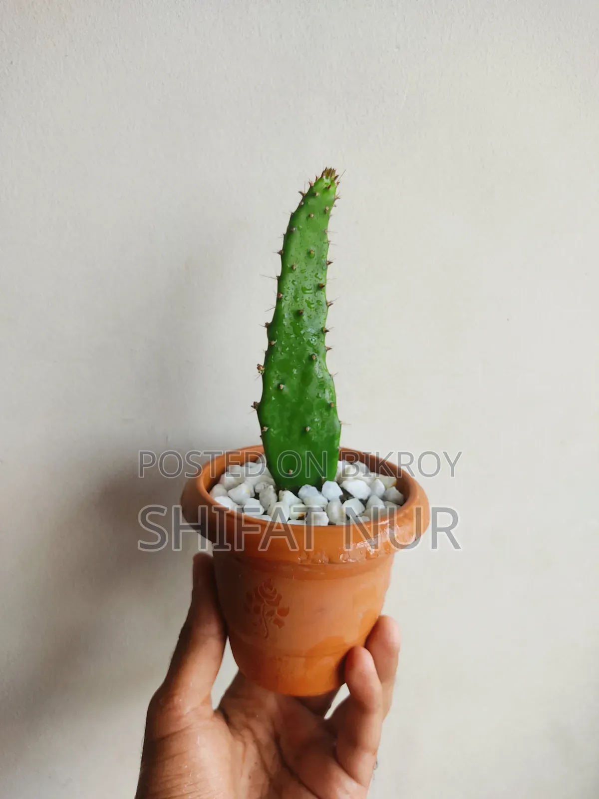 17 Cacti of 8 Types