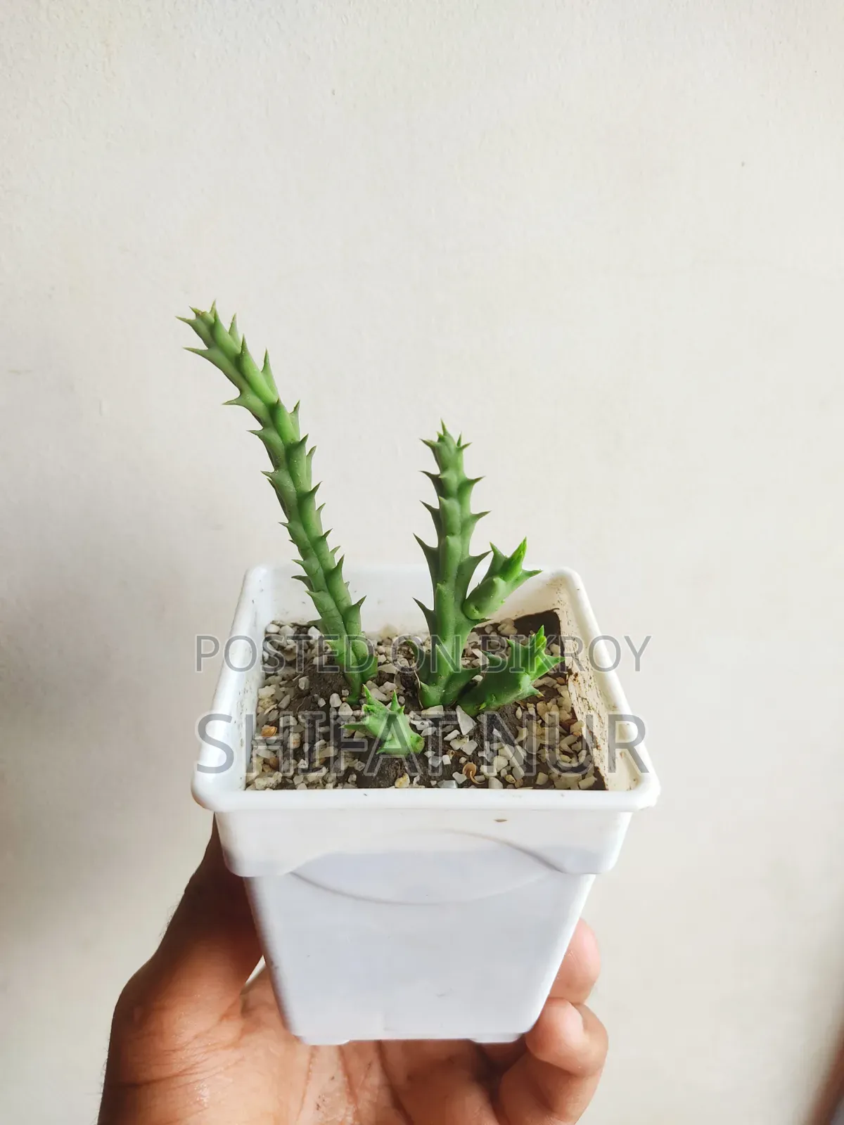 17 Cacti of 8 Types