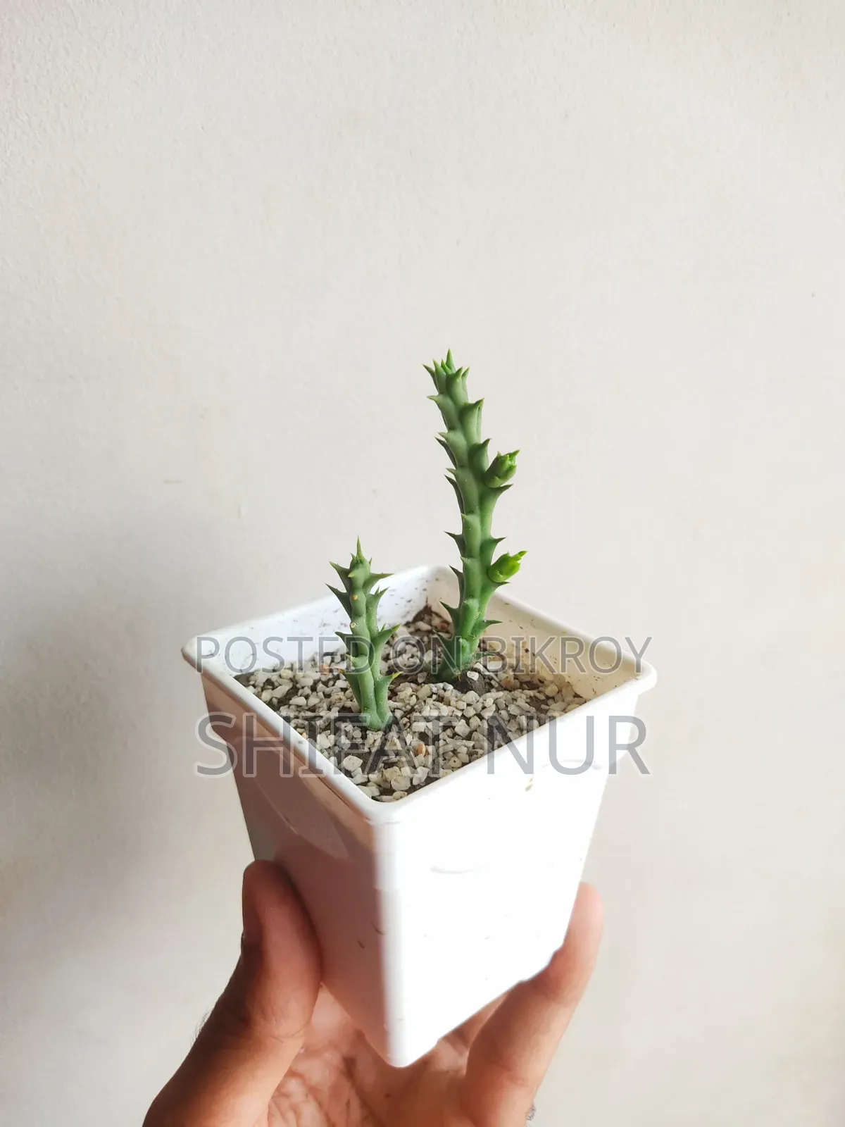 17 Cacti of 8 Types