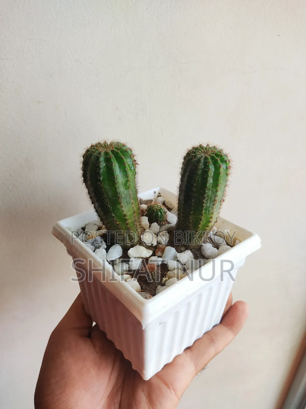 17 Cacti of 8 Types