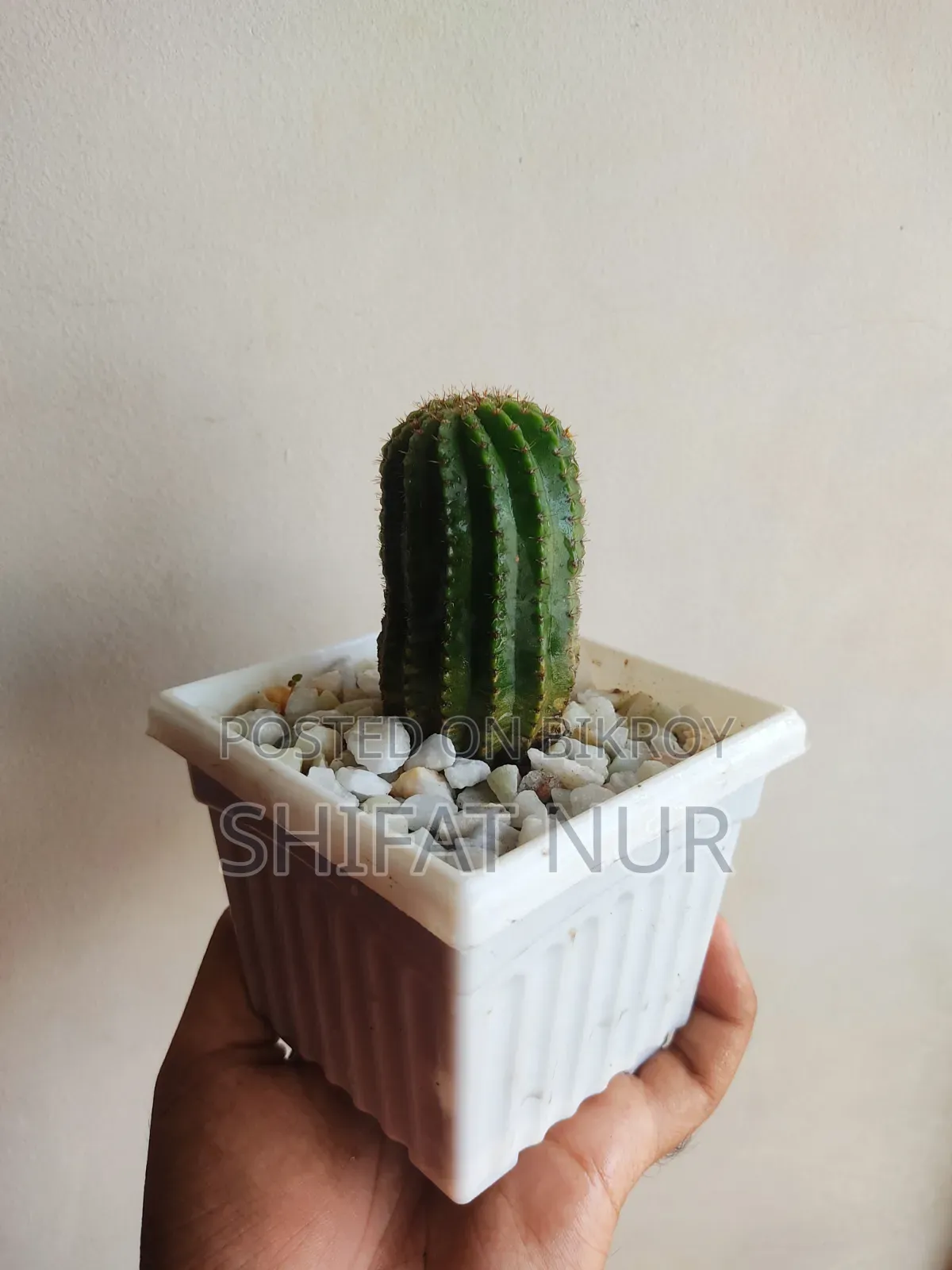 17 Cacti of 8 Types