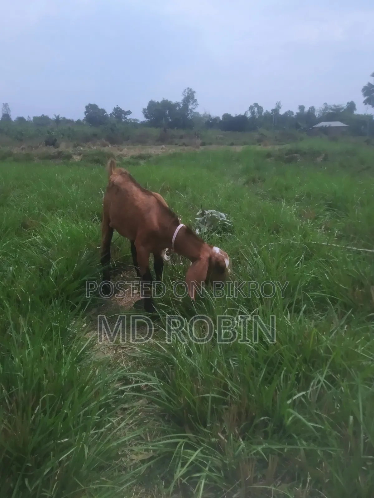 Crossbreed Goat