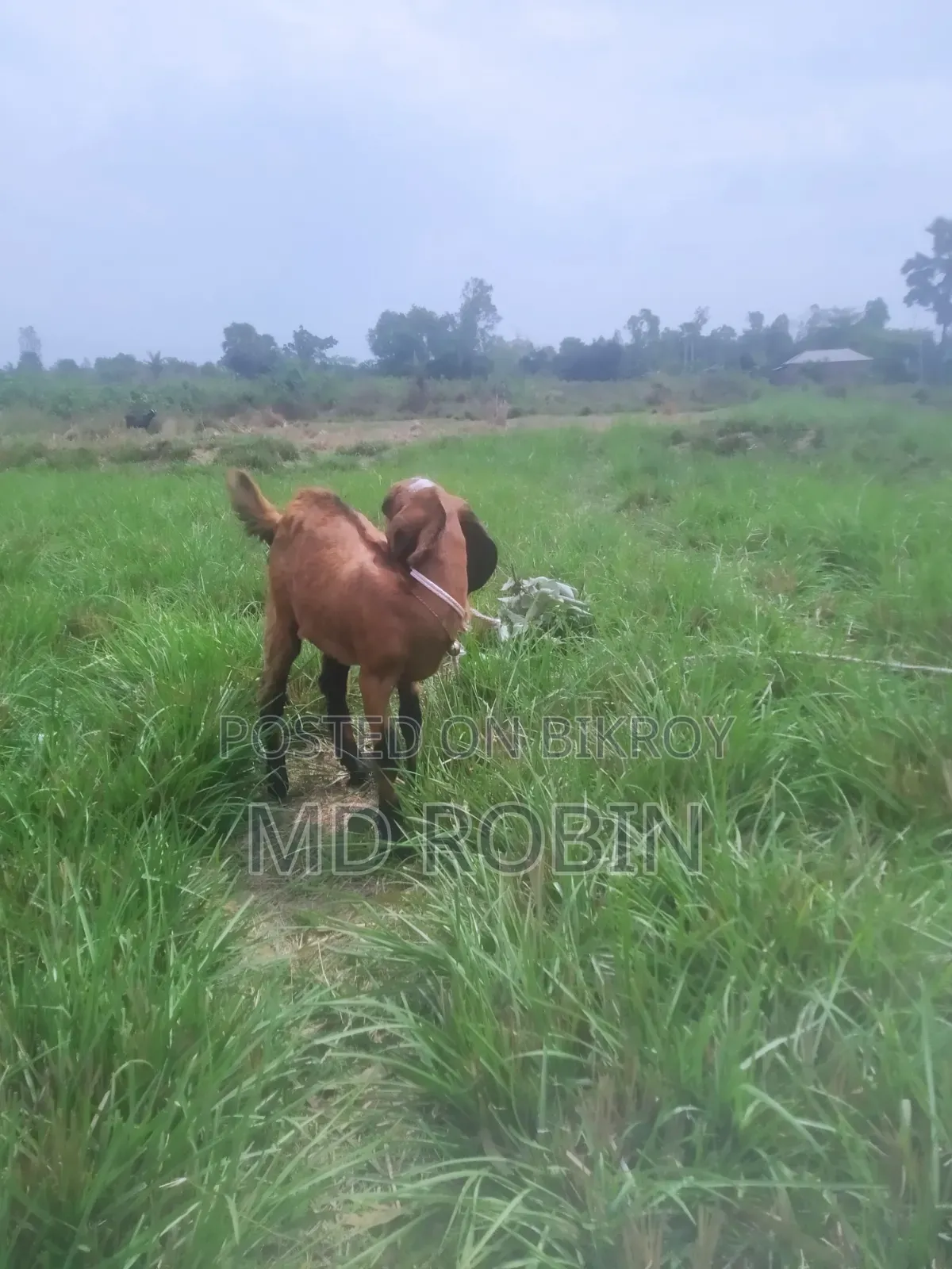 Crossbreed Goat