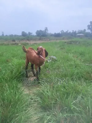 Crossbreed Goat