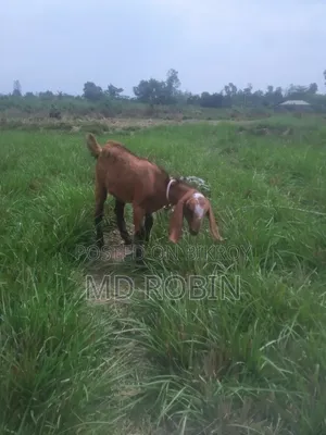 Crossbreed Goat