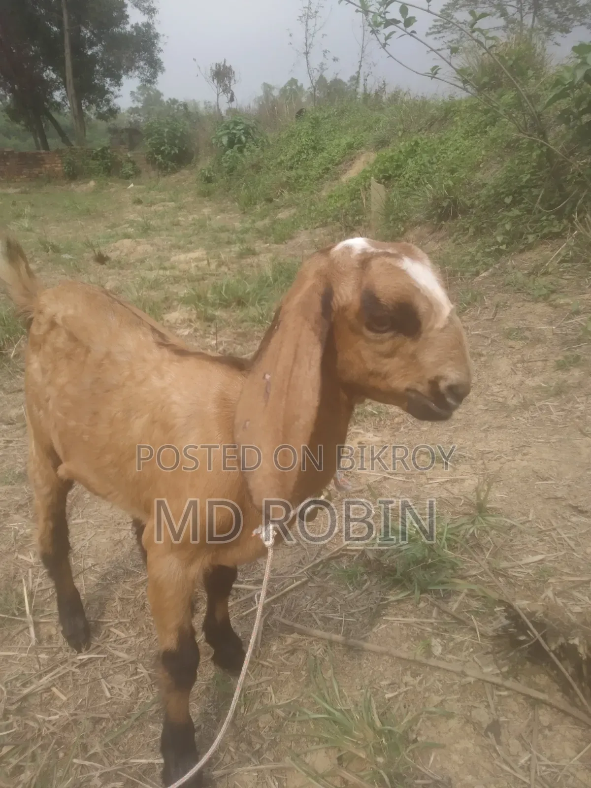 Crossbreed Goat