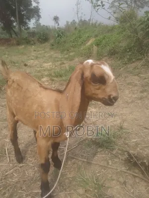 Crossbreed Goat