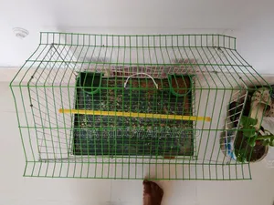Bird Cage for Sale