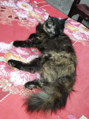 1+ Year Female Purebred Persian Cat