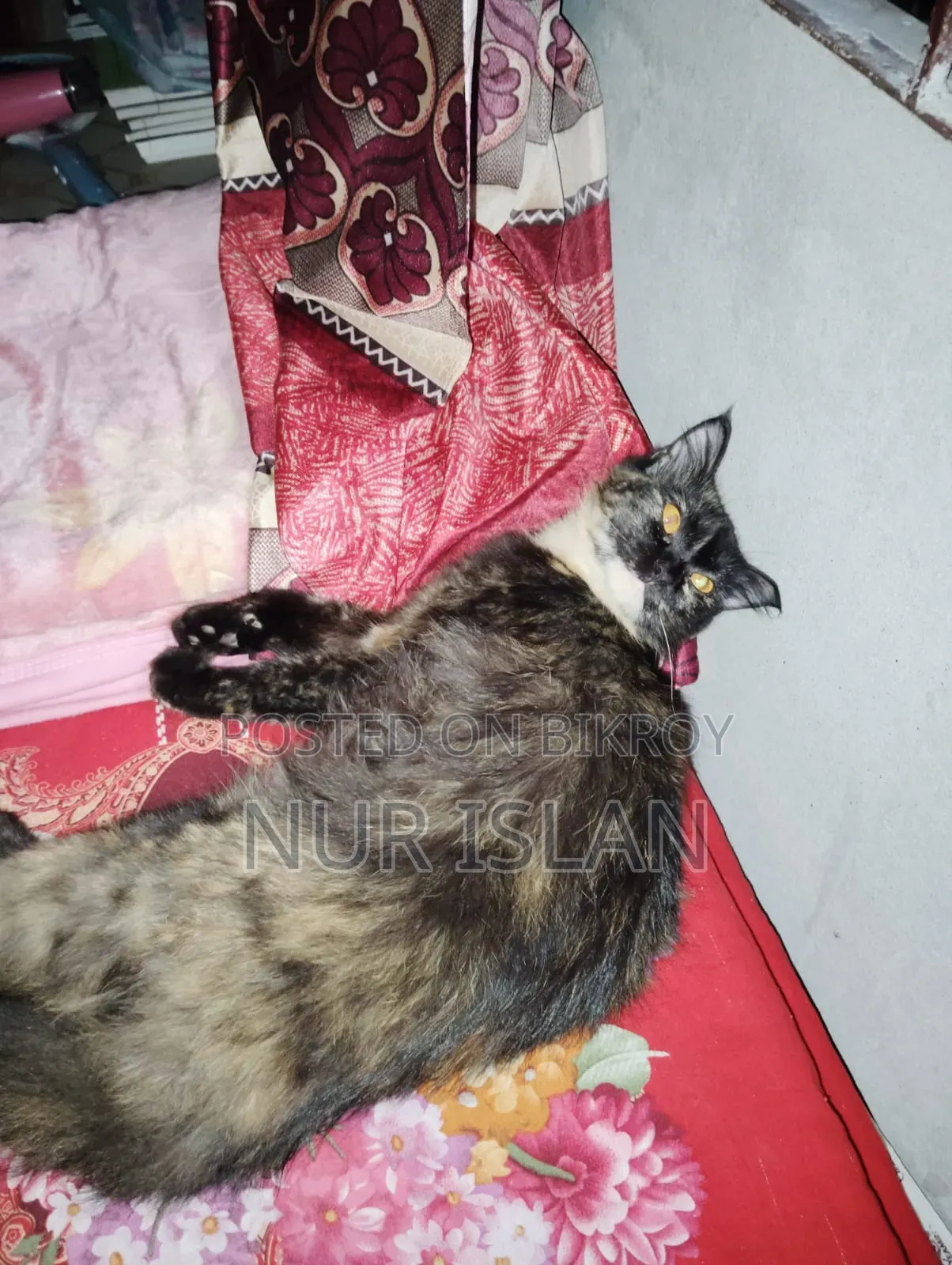1+ Year Female Purebred Persian Cat