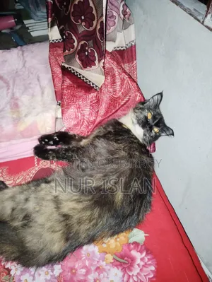 1+ Year Female Purebred Persian Cat
