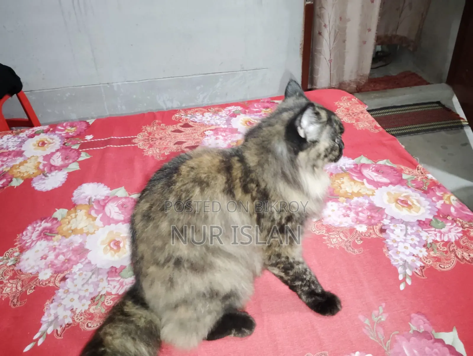 1+ Year Female Purebred Persian Cat