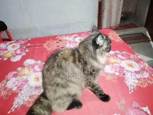 1+ Year Female Purebred Persian Cat