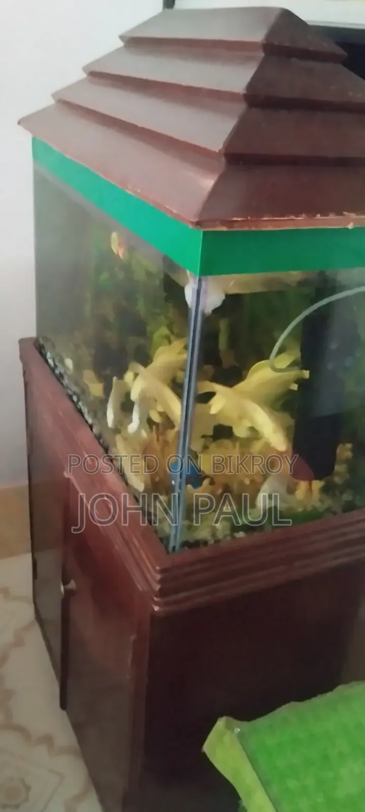 Aquarium (Wooden Stand and Cover)