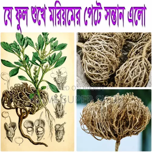  মরিয়ম ফুল | Flower of Maryam 
