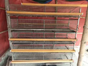 Bird Cage Birdcage