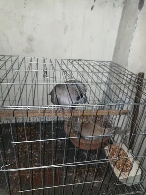 Active Australian Doves, laid eggs and bred once. Price includes the cage.