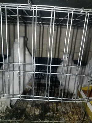 Original Lakha Pigeon, crested head, pure Mayurpankhi. Price given with cage