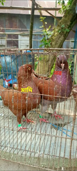 King Pigeon Healthy and Strong