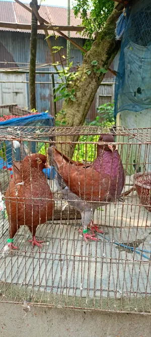 King Pigeon Healthy and Strong