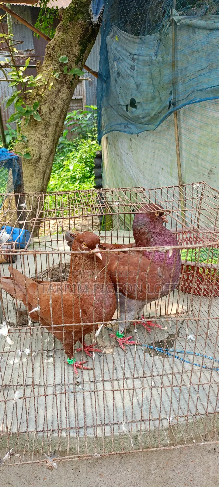 King Pigeon Healthy and Strong