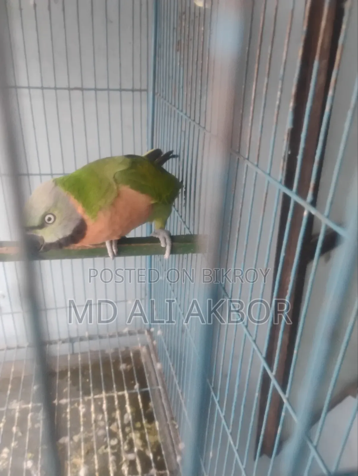 Parrot