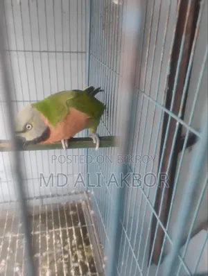 Parrot