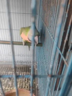 Parrot