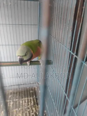 Parrot