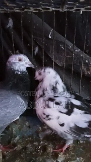 Pigeons for Sale