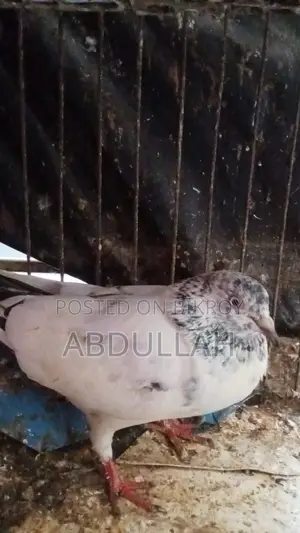 Pigeons for Sale