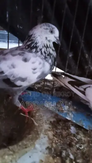 Pigeons for Sale